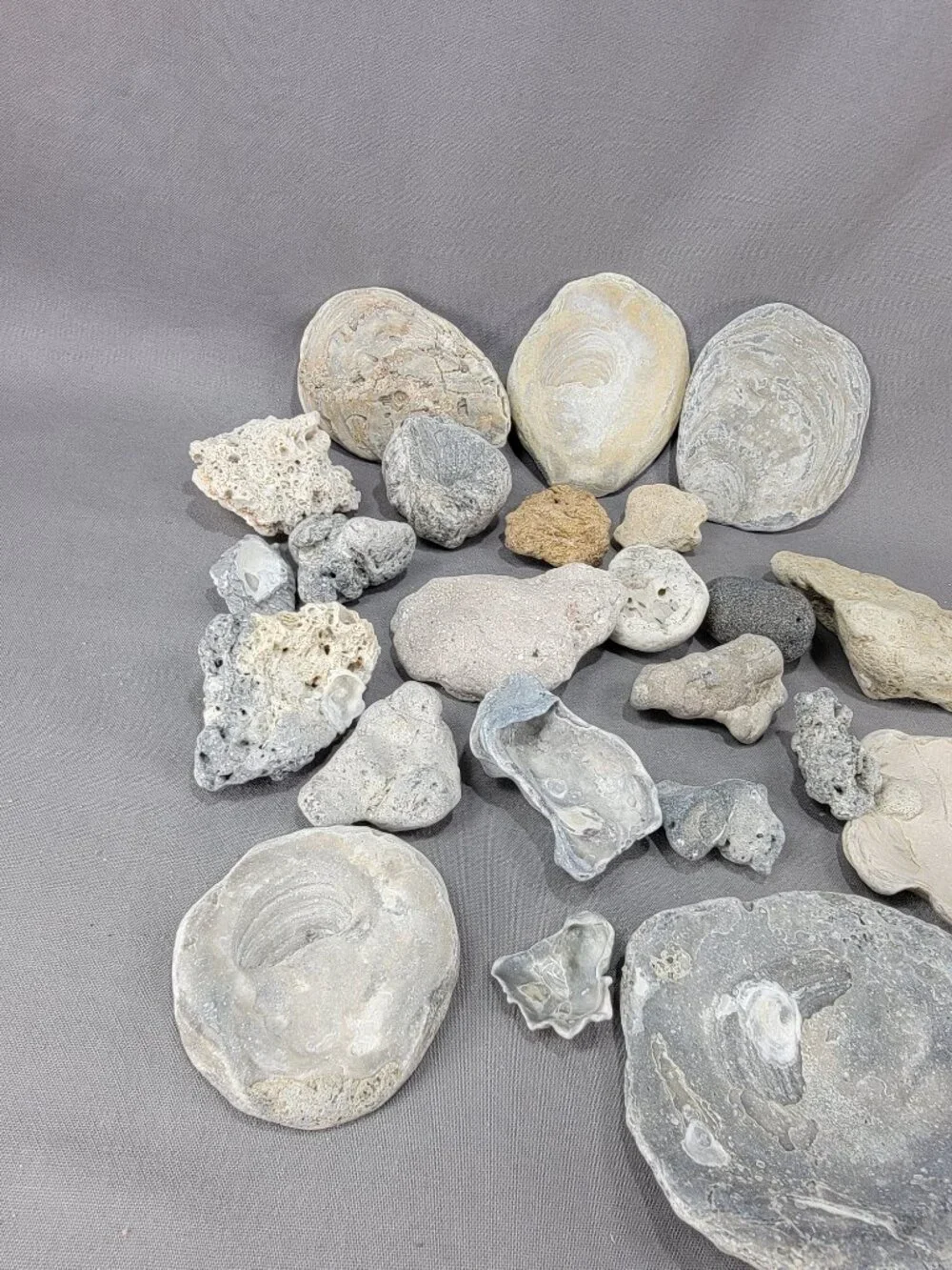 Florida Beach Shell Stone Rock Fossil Coral Mixed Lot Coastal Craft Decor